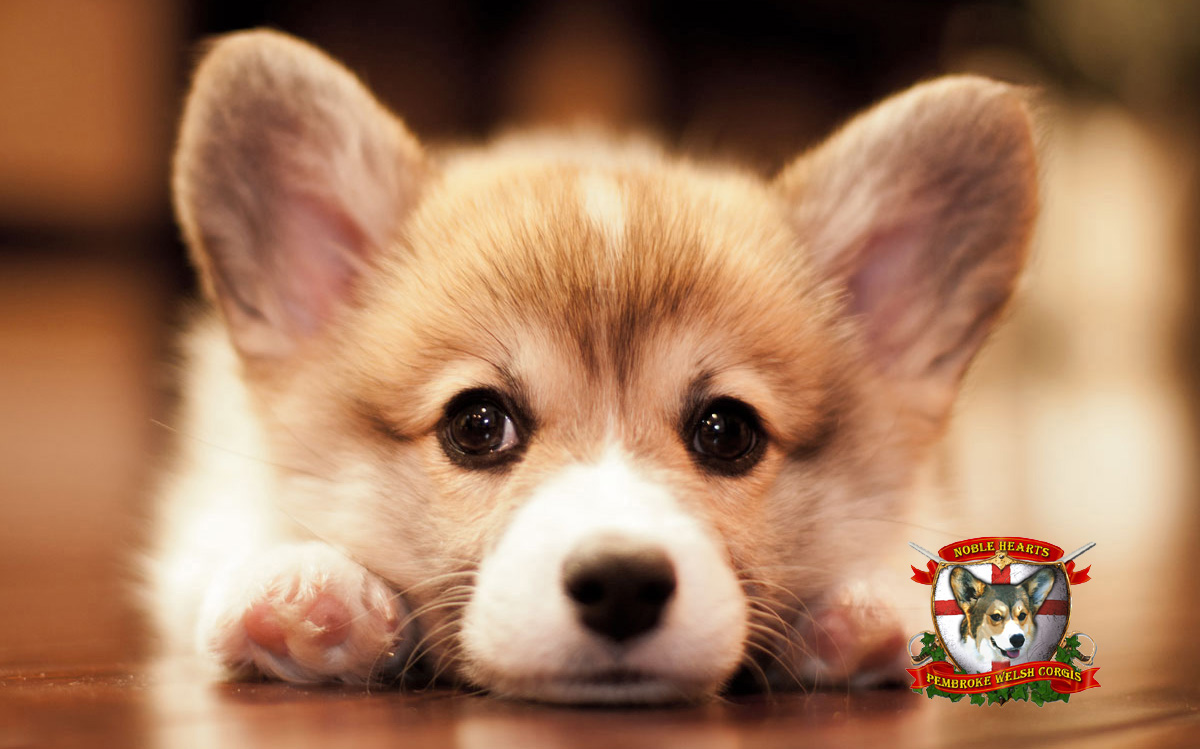 cute fluffy corgi puppy